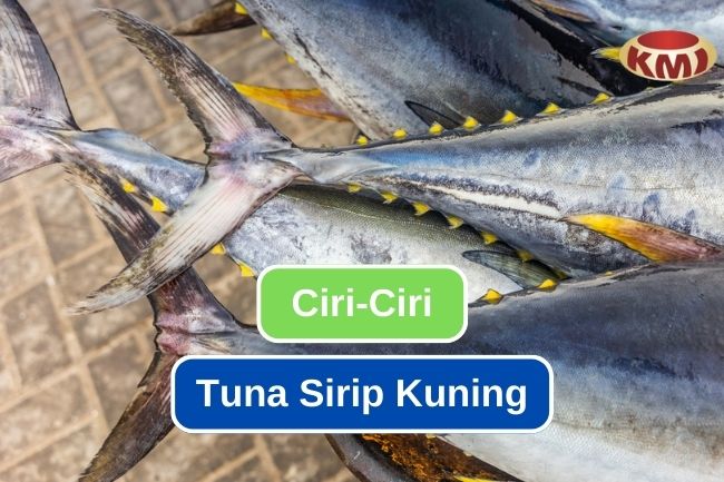 Mengenal 7 Ciri – Ciri Ikan Tuna Sirip Kuning